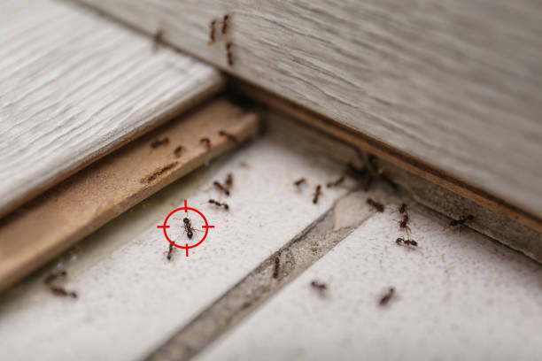 Best Pest Prevention Services  in Greenville, MI